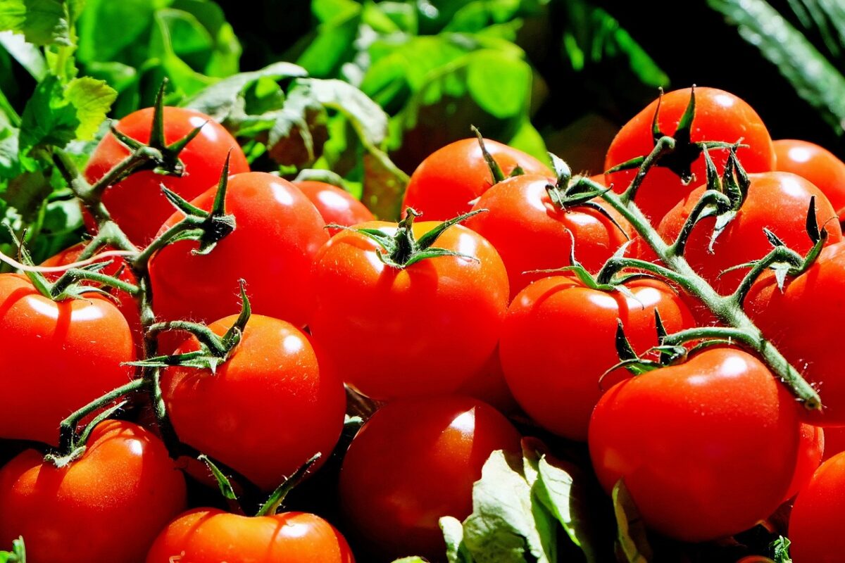 Kiedy nie powinno się jeść pomidorów ?